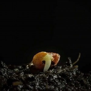 24K views · 784 reactions | La germination d'une graine  | Biologie Simplifiée | Facebook