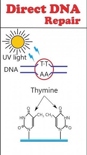 Direct DNA repair #animation #dnarepair