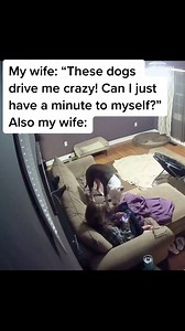 5.5M views · 51K reactions | there’s no such thing as alone time when you have a dog | Annabelle and Norman | Facebook