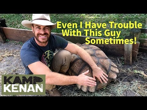 Should I Separate My Sulcata Tortoises?