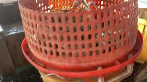 Beautiful crabs | Decatur's Crabs