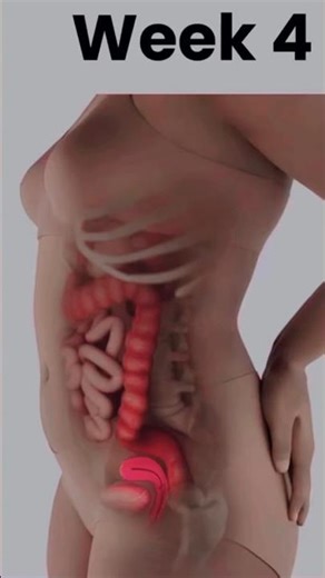 Human Female Fertility Explained‪@iiHealthCare1‬