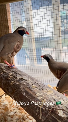 Meet the Philby’s Partridge: A Mountain Jewel of Arabia 🇸🇦 We were lucky enough to have the opportunity to work these stunning little birds, and they truly are a species you don’t forget. Philby’s Partridges (Alectoris philbyi) are native to the rugged highlands of Yemen and Saudi Arabia, where they thrive along rocky slopes, scrub-covered ridges, and elevations that would challenge most other birds. What makes them so unique is their combination of hardiness, bold personality, and incredible 