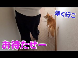 お母さんの準備待ちも慣れっ子な柴犬小夏
