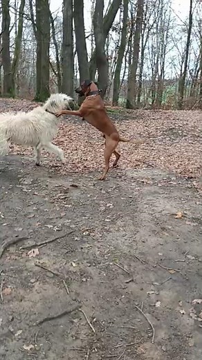 Rhodesian Ridgeback plays with Irish Wolfhound.