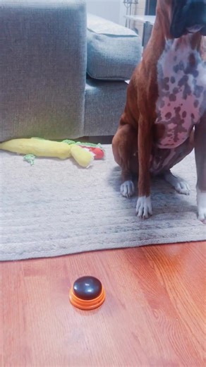 Day 1 of teaching Vito to communicate  #talkingdog #learningtotalk ... | Lillian Sutherland | Facebook