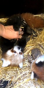 72K views · 4.9K reactions | TBT when our baby Red Pandas couldn't get enough of playtime with Zookeeper Beth | Symbio Wildlife Park | Facebook