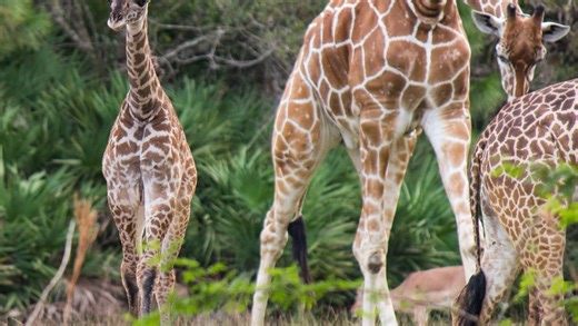 Necropsy results show Brevard Zoo's matriarch giraffe likely died of complications of kidney disease