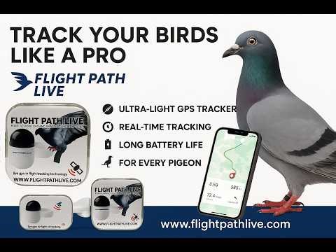 Introducing the Flight Path Live Tracking Ring For Racing Pigeons