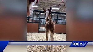 Two Budweiser Clydesdale foals are born at the Warm Springs Ranch in Boonville, #Missouri. | Shirley Washington on FOX2