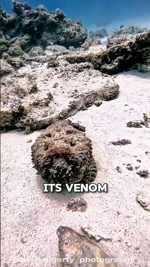 Stonefish: The World's Most Venomous Fish