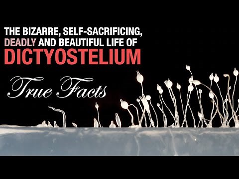 True Facts: The Self-Sacrificing Amoeba