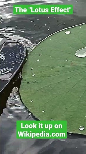 The "Lotus Effect"