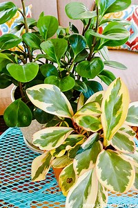 Peperomia Care Tips: A Complete Growing Guide