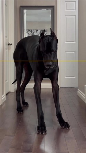 “Some dogs: chew through metal crates & parkour 8ft fences. This horse size dog: could probably be trapped by a string.” -EggsHatching comment