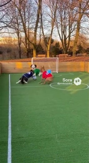 Dogs play soccer vs cats?!!