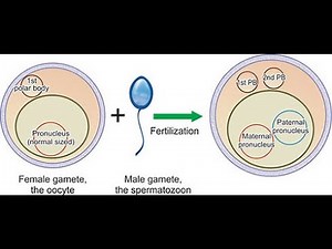Fusion of male and female pronuclei / Phase 5 of fertilization