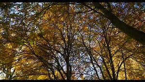 52 reactions · 3 comments | That’s a wrap on another stunning autumn here at Millbrook. Who’s excited to join us for winter fun?! | Millbrook Resort | Facebook