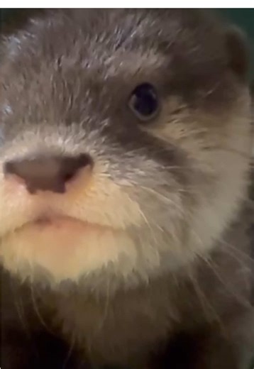 Curiosity is kind of his thing. 💙Behind the scenes, the adorable small-clawed otter pup couldn’t resist checking out a training tube, something that’s been part of his world even before he was born. While the tube is used by his parents during training sessions, for this little pup it’s just another fascinating thing to investigate. 📹: Animal care staff Chrissy #otter #otterpup #asiansmallclawedotter