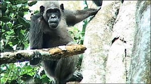 'Armed' chimps go wild for honey