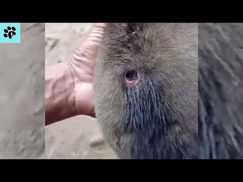 Mangoworm Removal From Dog, Remove Mangoworm On Dog | Removing A Botfly From A Dog