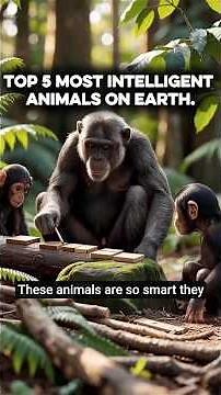 Top 5 Most Intelligent Animals.