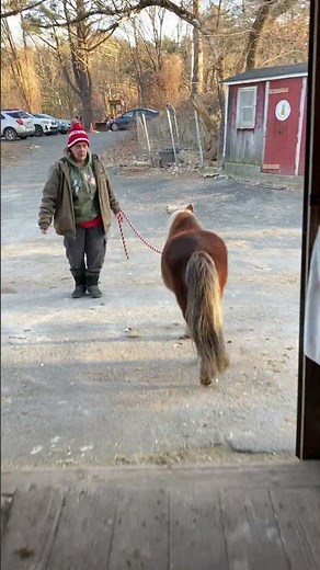 Putting out a miniature stallion