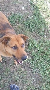 1.1K views · 55 reactions | #MaxwellsSmart - Maxwell has trained the...