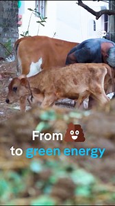 289K views · 5.2K reactions | A biogas plant in Tamil Nadu turns cow dung into electricity #Biogas #renewableenergy | DW Environment | Facebook