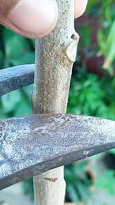 47K views · 117 reactions | Simple way to grow chia plant at home air layering || Simple method for planting //#share #reels #viralvideo #hilights #trending #viewers #viralvideoシ #highlights #short | Rana Craft | Facebook