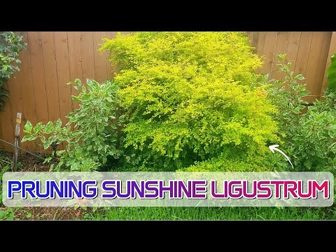 Pruning Sunshine Ligustrum | Pruning Evergreen Shrubs in the Summer | Zone 9b Garden Maintenance