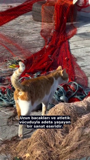 Canlı Firavun Heykeli Salonunuzda Geziyor 🏺🐱
