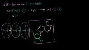 ATP- Adenosine triphosphate