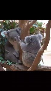 6.3K views · 860 reactions | #koala #babykoala #koalabear #beauty #koalachallenge #koalasampler #koalapaper #koalafanworld #KoalaInsulation | Cute koala | Facebook