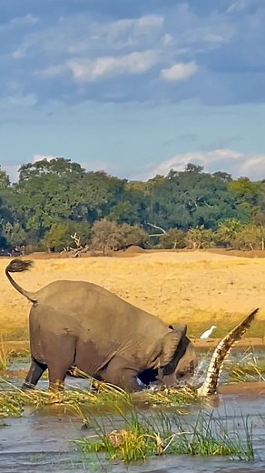 Watch this unbelievable sighting of an Elephant trampling and biting a crocodile!! 😮 | Latest Sightings - Kruger