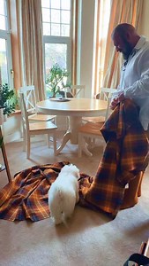 How to wear the kilt, puppy edition! #puppy #scotland #andythehighlander | Andy the Highlander
