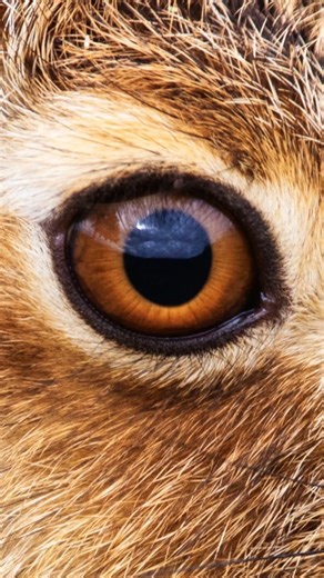 2.6K views · 3.2K reactions | Have you ever seen a hare this close up? #wildlife #wildlifephotography #hare #norfolkcountryside | Bryn Ditheridge Photography | Facebook