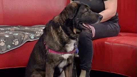 Adoptable Pets with the Hamilton-Burlington SPCA | Haystack News