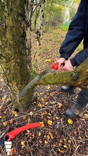 Insanely Sharp Curved Pruning Saw Cutting Thick Branches | Professional Tree Cutting Tool