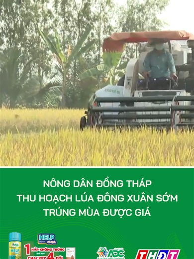 Nông dân Đồng Tháp thu hoạch lúa Đông Xuân thành công