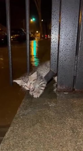 Rescue Animals: Heartwarming Animal Rescue Stories