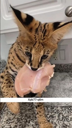 This Cat Acts Like a Dog 😲 | Savannah Cat Explained