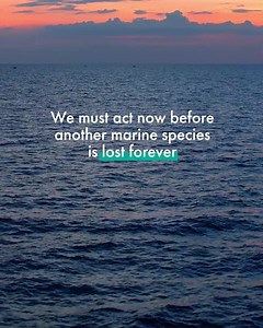 Marine species need your voice! The Canadian Wildlife Federation continues to advocate for the survival of our marine wildlife and we ask that you join with us! | Canadian Wildlife Federation / Fédération canadienne de la faune