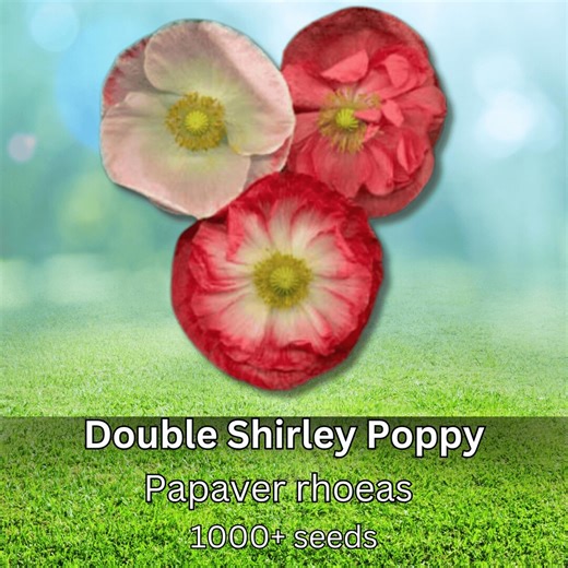 1000  Double Shirley Poppy Flower Seeds Heirloom Non GMO Annual Blooms Colorful Cottage Garden Pollinator Friendly - Etsy