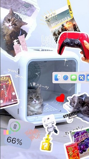 【Weekday Vlog】祈願のペットドライルームついに購入💖&早速使ってみたよ✨ #cat #ぷくぷく #vlog #ペットドライルーム #猫のいる生活