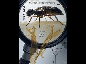How to Calibrate Microscope with Micrometer Calibrations slide