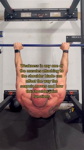 Scapular rows strengthen the major scpaular muscles for better shoulder function. #scapularretraction #scapularpullups #scapular #functionalfitnesstraining #fitnessonlinecoach @livfitkarl