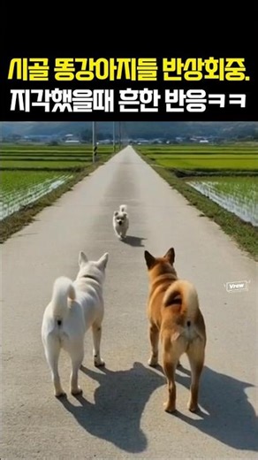 🐶시골 강아지들의 흔한 반상회 ⏰지각하면 생기는 일ㅋ #강아지영상 #강아지쇼츠 #귀여운강아지 #웃긴강아지 #귀여운강아지영상 #시골강아지 #시고르자브 #시고르자브종 #시골개 #강아지
