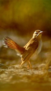 Discover the Enchanting Rufous-tailed Scrub Robin! 🎶 #Birding #NatureShorts The Rufous-tailed Scrub Robin, a delightful songbird native to Africa, enchants with its warm russet plumage and melodious trill. Thriving in arid and semi-arid habitats, this robin hops among scrub vegetation in search of insects and small fruits. Its distinctive tail, adorned with rufous feathers, adds to its charm as it flits through the underbrush. Despite its unassuming appearance, its cheerful song brightens the s