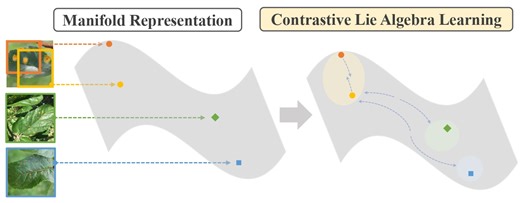 Contrastive Lie Algebra Learning for Ultra-Fine-Grained Visual Categorization | Proceedings of the 33rd ACM International Conference on Multimedia